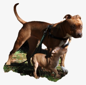 Red Nose American Pit Bull Terrier Breeders In Ca Who - Pitbull American Png, Transparent Png, Free Download