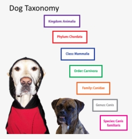 Dog Animal Classification System, HD Png Download, Free Download