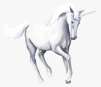 Hd The Unicorn Hesitated - Unicorn, HD Png Download, Free Download