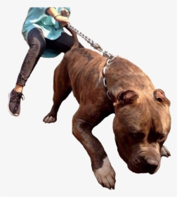 Pitbull Dog Xxl, HD Png Download, Free Download