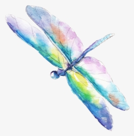 Water Color Dragonflies Vector - Royalty Free Watercolor Dragonfly, HD Png Download, Free Download