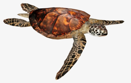 Loggerhead Sea Turtle Png - Hawksbill Sea Turtle, Transparent Png, Free Download