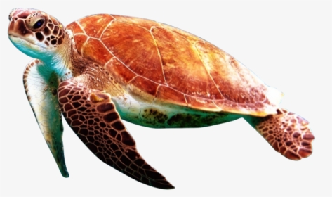 Sea Turtles Transparent Background Png Image Free Download - Sea Turtle Transparent Background, Png Download, Free Download