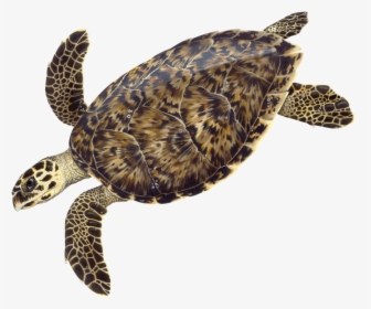 © Dawn Witherington - Dawn Witherington Sea Turtle, HD Png Download, Free Download