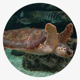 Loggerhead Sea Turtle - Animales Del Acuario De Gijon, HD Png Download, Free Download