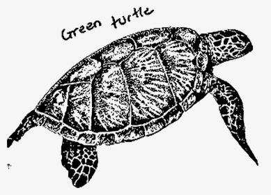 Green Turtle Clip Arts - Turtles Green Turtle Black And White, HD Png Download, Free Download