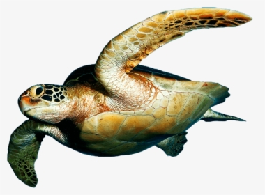 Sea Turtles, Rv-42, - Sea Turtle On Transparent Background, HD Png Download, Free Download
