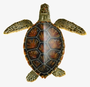 Juvenile Oceanic Green Turtle - Scientific Drawing Of A Turtle, HD Png Download, Free Download
