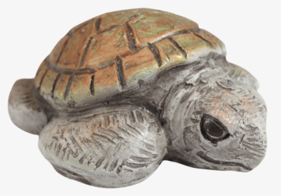 Galápagos Tortoise, HD Png Download, Free Download