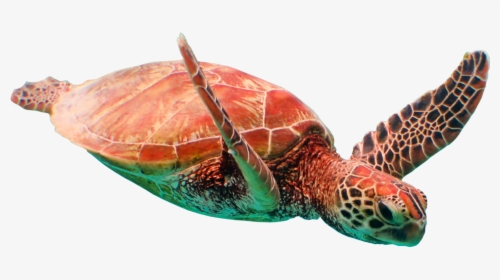 Sea Turtle - Loggerhead Sea Turtle, HD Png Download, Free Download