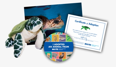 Items Included In Buddy Package - Green Sea Turtle, HD Png Download, Free Download