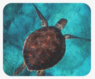 Sea Turtle Powerpoint Template, HD Png Download, Free Download