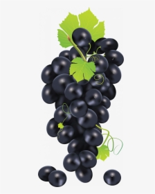 Free Download Of Grape High Quality Png - Black Grapes In Png, Transparent Png, Free Download