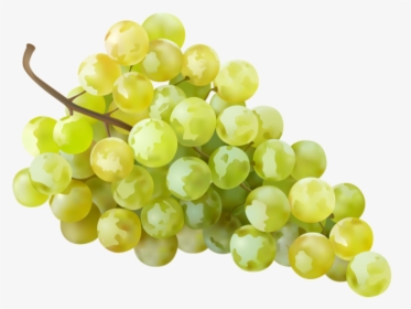 Grape,seedless Fruit,sultana,grapevine Foods,food,zante - Wine Grapes Transparent Background, HD Png Download, Free Download