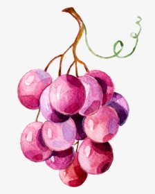 Grape Illustration Png, Transparent Png, Free Download