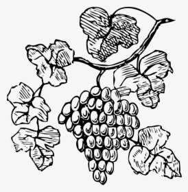 Grapes Clip Art At Clker - Grape Vine Clipart Black And White, HD Png Download, Free Download
