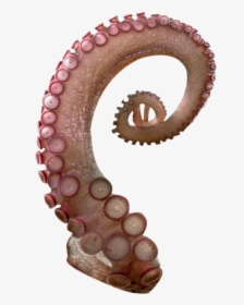 Octopus Tentacle Png , Png Download - Octopus Tentacle Png, Transparent Png, Free Download