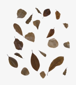 Falling Leaf Png Transparent Image - Brown Leaves Png, Png Download, Free Download