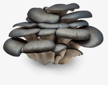 Oyster Mushroom, HD Png Download, Free Download