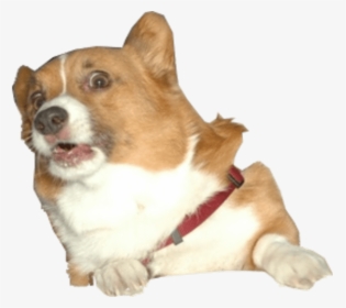 Surprised Corgi Dog - Corgi Dog Transparent, HD Png Download, Free Download