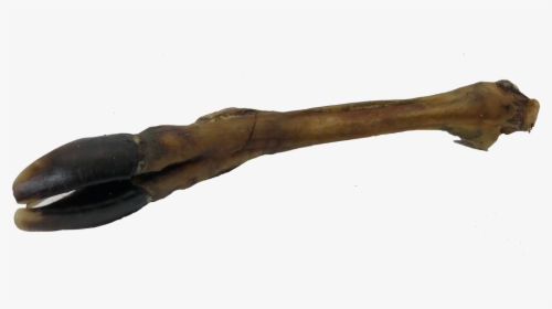 Deer Leg Png, Transparent Png, Free Download