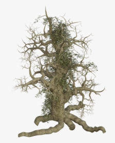 Tree Log Old Root Creeper Ivy Creepy Spooky - Old Tree Roots Png, Transparent Png, Free Download
