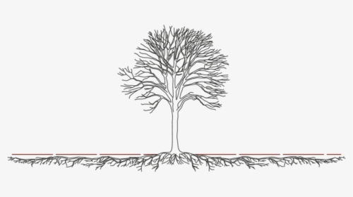 Illustrative View Of The Spread Of A Tree Root System - Different Tree Root System Diagram, HD Png Download, Free Download