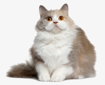 50515 - British Semi Longhair Cat, HD Png Download, Free Download