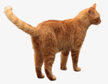 Cats Png, Transparent Png, Free Download