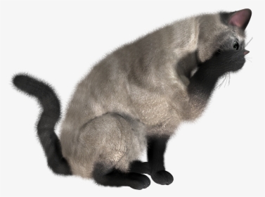 Download This High Resolution Cats Transparent Png - Cat Eating Png, Png Download, Free Download