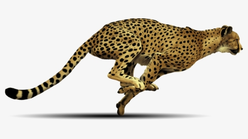 Cheetah Png - Cheetah Running Transparent Background, Png Download, Free Download