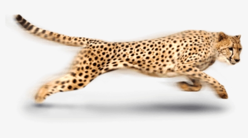 Cheetah Png Photo - Cheetah Clipart, Transparent Png, Free Download