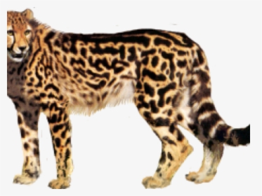 Cheetah Png Transparent Images - King Cheetah Png, Png Download, Free Download