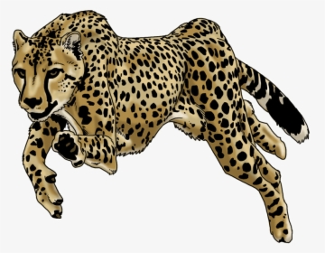 Running Cheetah Png High-quality Image - Cheetah Running Png, Transparent Png, Free Download