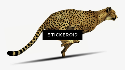 Cheetah , Png Download - Running Cheetah Transparent Background, Png Download, Free Download
