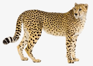 Fast Like A Cheetah, HD Png Download, Free Download