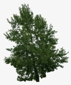 River Birch, HD Png Download, Free Download