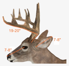 Ground Deer,roe Deer,stock Photography,fawn - 110 Inch Deer, HD Png Download, Free Download