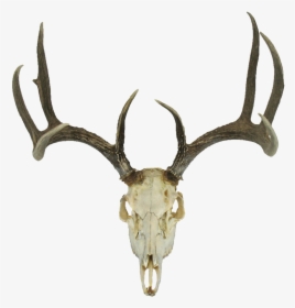 Deer Skull With Antlers - Deer Skull Transparent Background, HD Png Download, Free Download