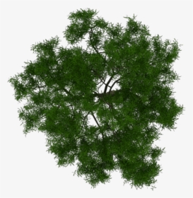 Top Of Pine Png - Architecture Tree Plan Png, Transparent Png, Free Download