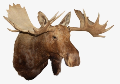 Reindeer Antler Alaska Moose Elk - Moose Head Transparent Background, HD Png Download, Free Download