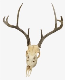 Natural 8-point White Tail Deer Antlers And Skull - Deer Skull Transparent Background, HD Png Download, Free Download
