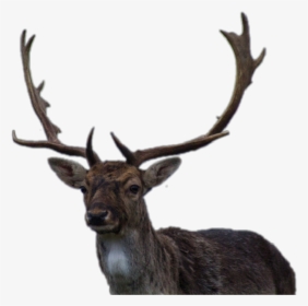 Transparent Reindeer Antlers Png - Hunting Fish, Png Download, Free Download