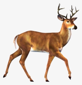 Deer Png Image - Deer Png, Transparent Png, Free Download