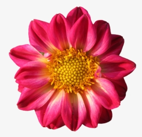 Transparent Blossom Png - La Mona Flor, Png Download, Free Download