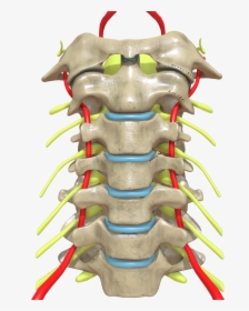 Cervical Spine Anterior View, HD Png Download, Free Download