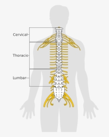 Image - Spinal Cord Diagram, HD Png Download, Free Download