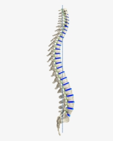 Colonne Vertébrale Idéale Vue De Profil/ Ideal Spine - Transparent Human Spine Png, Png Download, Free Download