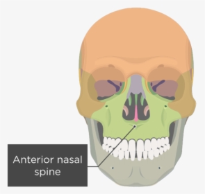 Frontal Sinus On Skull, HD Png Download, Free Download