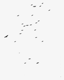 Flock, HD Png Download, Free Download